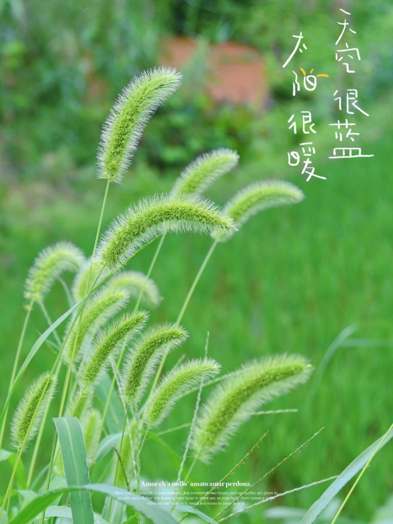 小清新风格图片